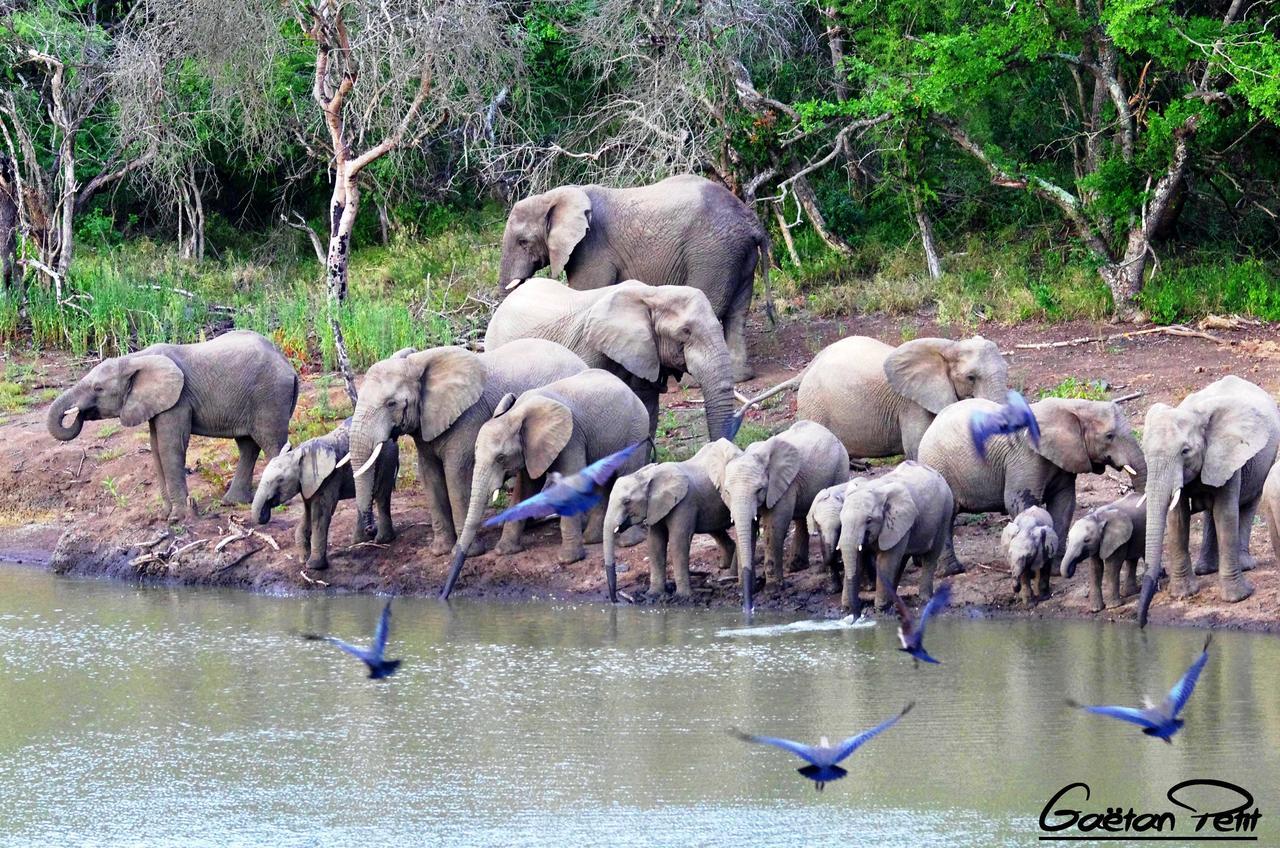 Thula Thula Exclusive Private Game Reserve & Lodge Ntambanana Exteriör bild