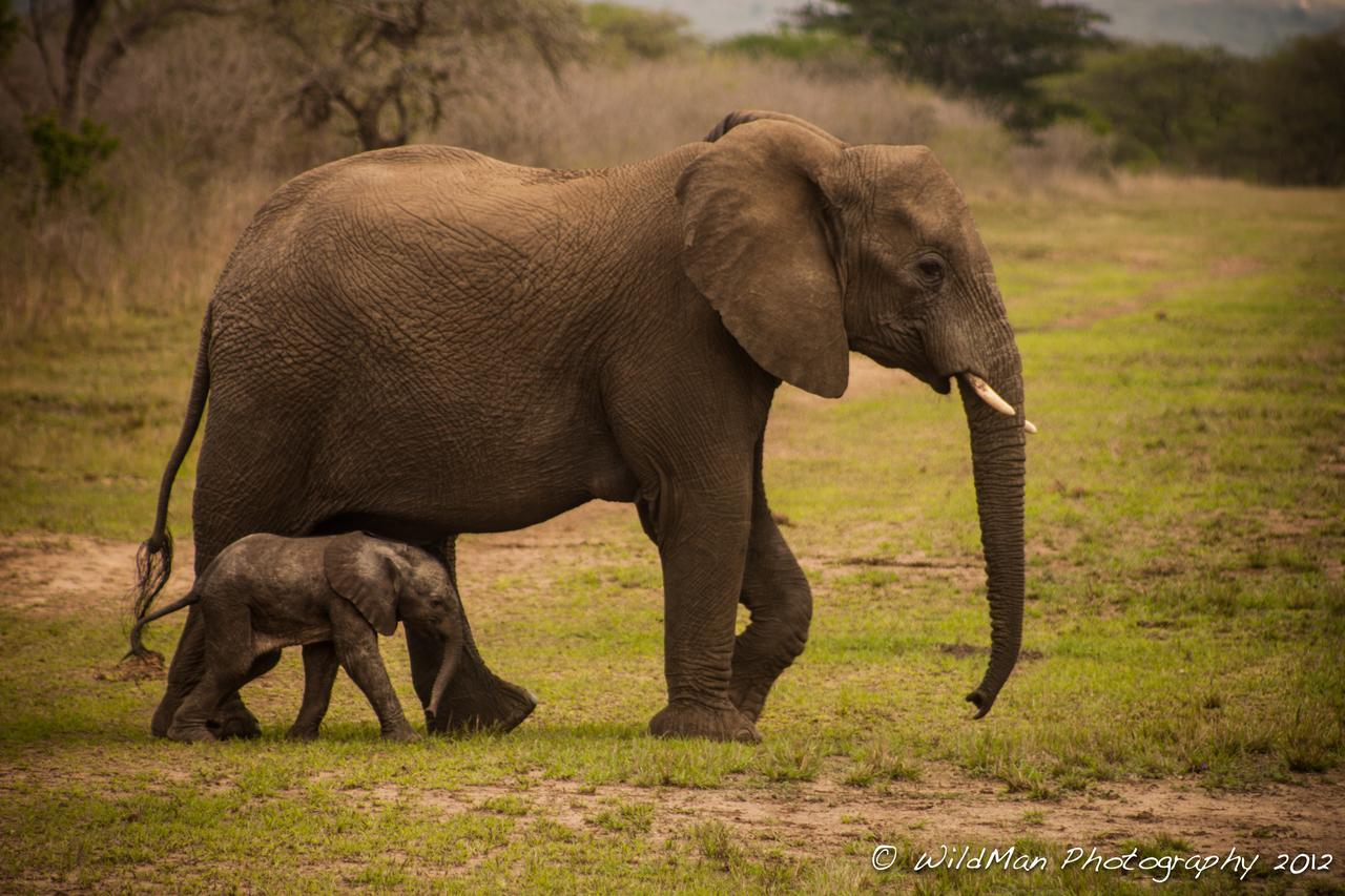 Thula Thula Exclusive Private Game Reserve & Lodge Ntambanana Exteriör bild