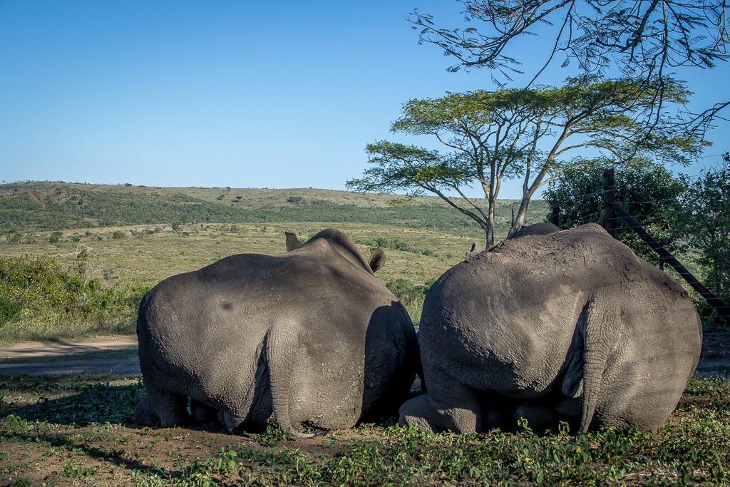 Thula Thula Exclusive Private Game Reserve & Lodge Ntambanana Exteriör bild
