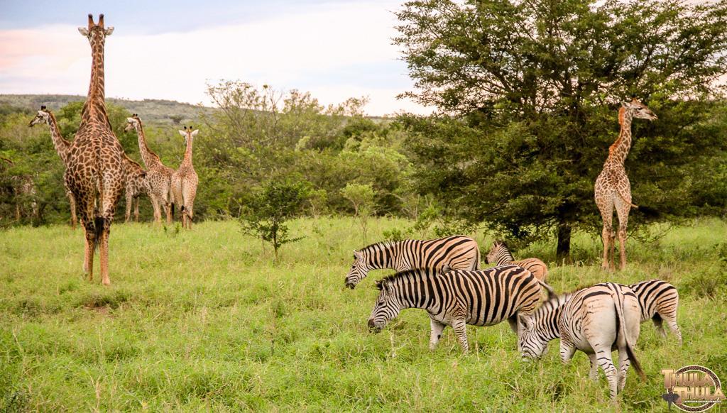 Thula Thula Exclusive Private Game Reserve & Lodge Ntambanana Exteriör bild