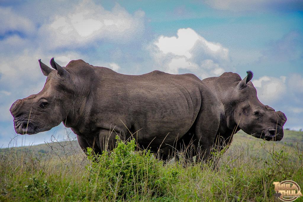 Thula Thula Exclusive Private Game Reserve & Lodge Ntambanana Exteriör bild